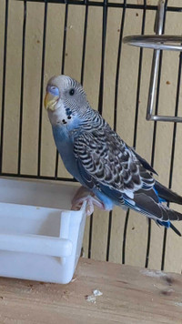 Male budgie for sale