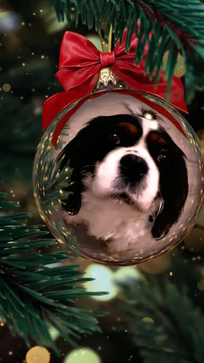 Cavalier puppies, View more