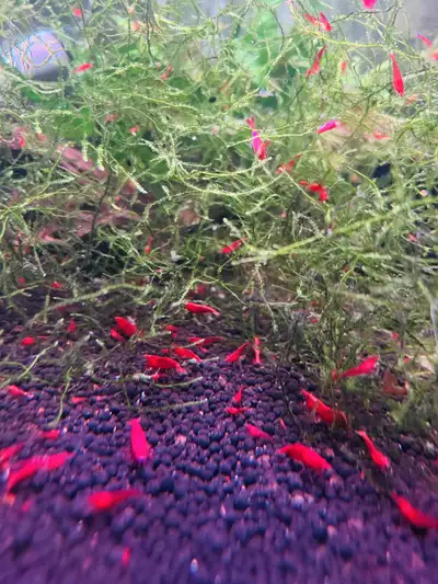 red cherry shrimp, View more