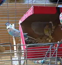 Breeding budgie couple + box