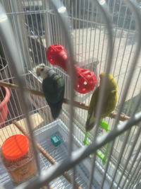 Love Birds Pair + Cage PRICE NEGOTIABLE, MARKHAM + SCARBROUGH