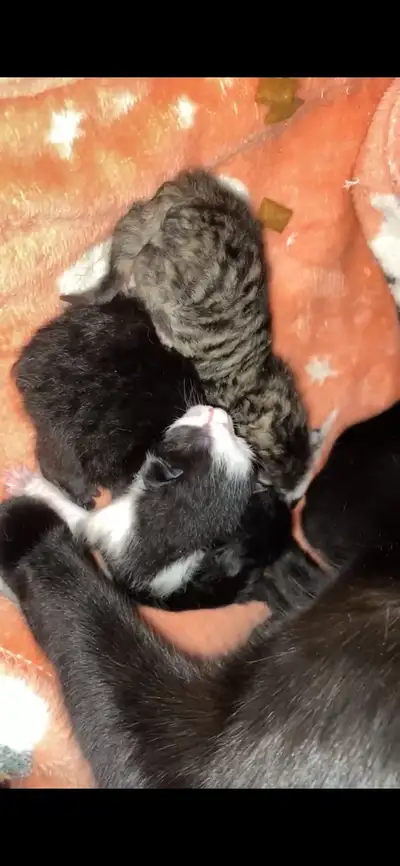 Very loving cat family unfortunately we got a cat and he was supposed to be fixed but Wasnt so my fe...