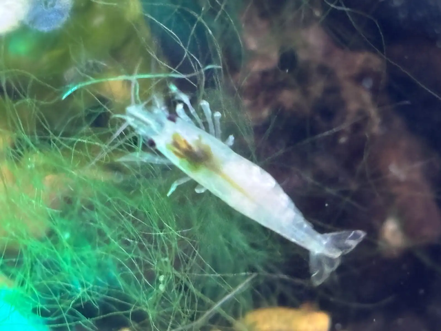 Neocaridina Cherry Shrimp (Various Colors)
