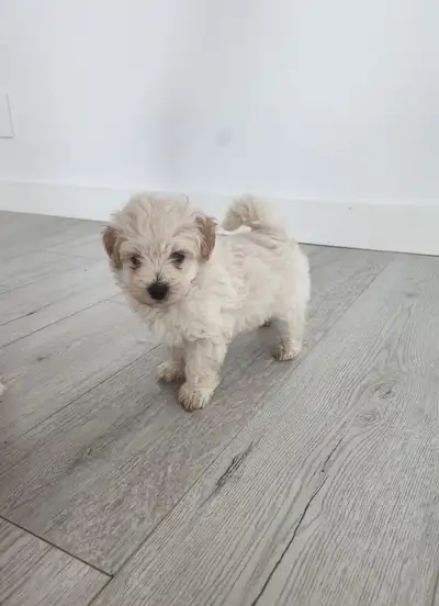 Adorable Maltipoo Puppies Ready for Their Forever Homes!, View more