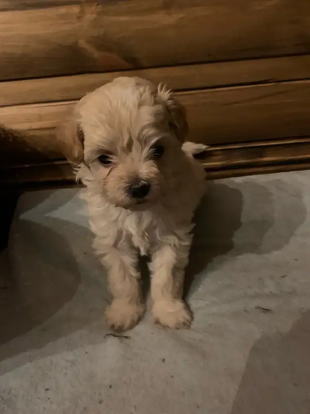 Maltipoo ( Maltese x Poodle ) NO SHEDDING ❤️ in Dogs & Puppies for Rehoming in Gatineau - Image 3