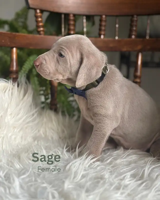 Weimaraner in Dogs & Puppies for Rehoming in Edmonton - Image 5