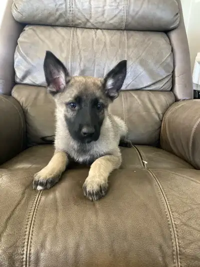 german shepherd in Dogs & Puppies for Rehoming in Ottawa | Kijiji