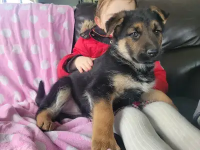 Female German Shepherd puppy, View more