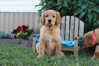 Sweetest Golden Retriever Puppies, View more