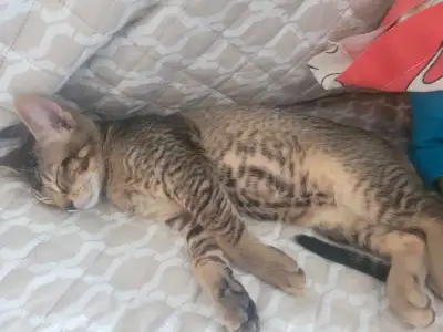 chaton bengal, View more