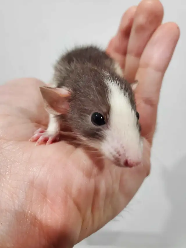 Pet Rats Available - FALL SALE Prices in Small Animals for Rehoming in Sault Ste. Marie - Image 3