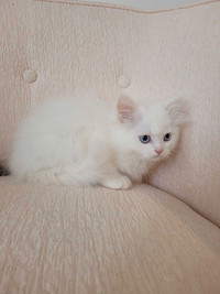 Adorable Pure White Kitten with Blue Eyes!