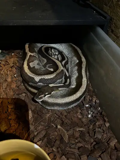 ball pythons, View more