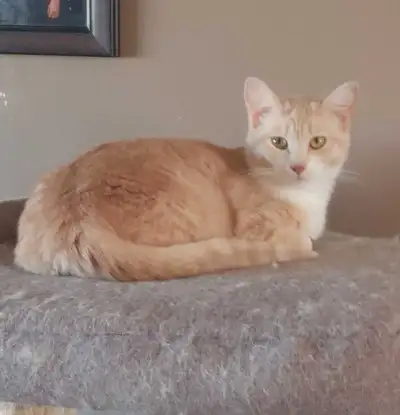 Beautiful Female Kitten For Sale, View more