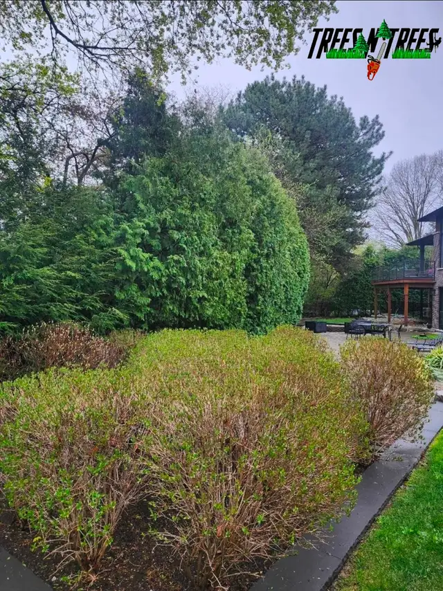 TREES N TREES CONTACT US NOW OPEN 24HRS / 647-700-4447 in Lawn, Tree Maintenance & Eavestrough in City of Toronto - Image 5