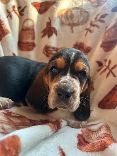 BASSET HOUND PUPPIES, View more