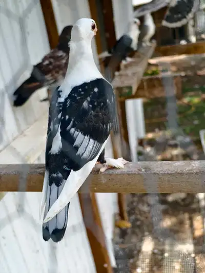 a pair old frill pigeon, View more