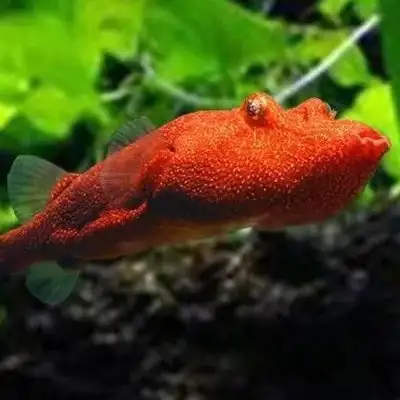 Red Congo puffer, View more
