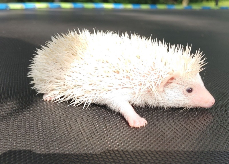 White boy baby HEDGEHOG inclusions delivery and habitats. Small