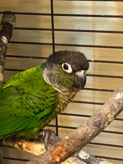Conure for sale with cage, View more