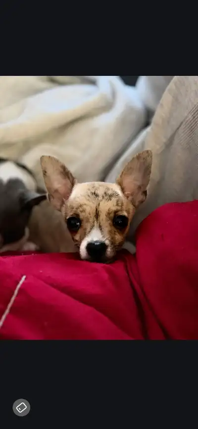 Chihuahua, View more