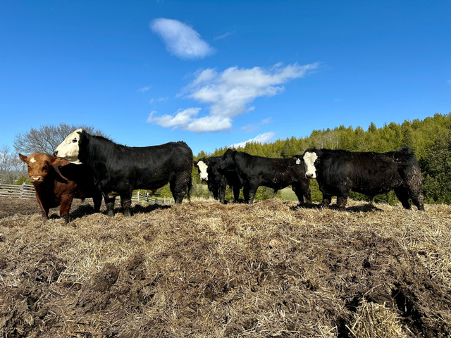 Simmental bulls for sale in Livestock in Peterborough
