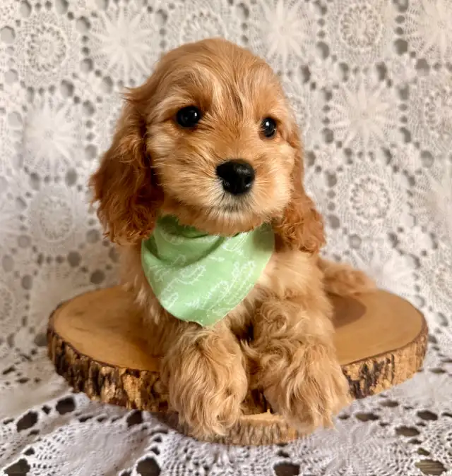Tiny 3 mth old Cockapoo. Started training   ,Vacc x2 & chip. in Dogs & Puppies for Rehoming in Oakville / Halton Region - Image 3
