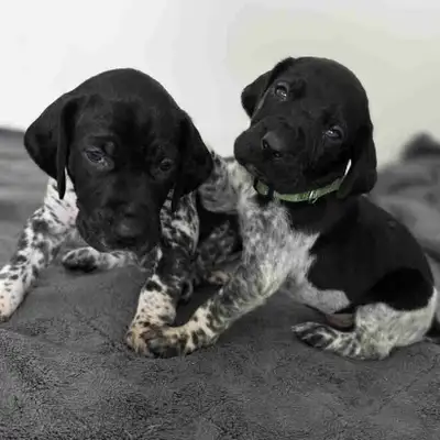 German shorthaired pointer puppies  Braque Allemand, View more
