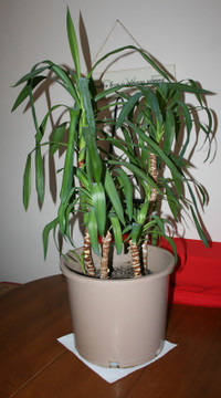 4 Feet Tall:IN Planter:7 Yucca Trees $25.00