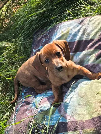 chiot teckel standard male poil court, View more