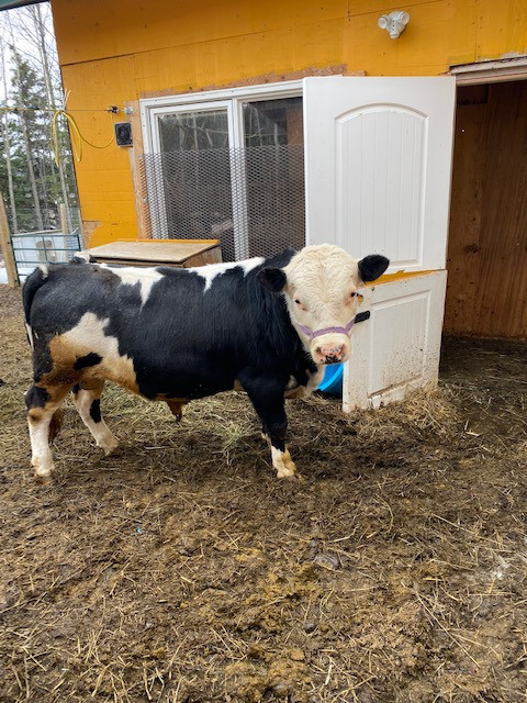 Miniature cow and/or bull in Livestock in Whitehorse - Image 4