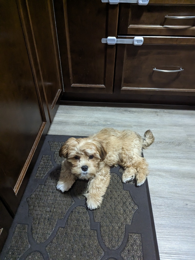 Rehoming Shorkie ( Shiztu/Yorkie) Dogs & Puppies for Rehoming