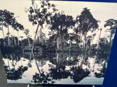 Reflection of the Forest in the Amazon River Photograph, View more