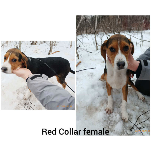 *Pure bred* Treeing Walker Hound Puppies*Purebred* in Dogs & Puppies for Rehoming in North Bay - Image 2