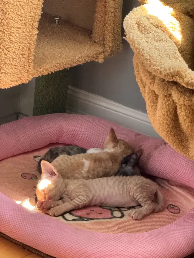 Certified Cattery Devon Rex Kittens For Sale