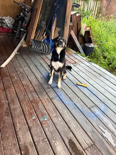3 year female old husky rotweiller , View more