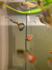 Special 50 juvenile guppies for $30