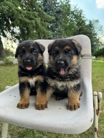 German Shepherd Puppies, View more