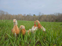 Pullets For Sale - 300+ eggs 