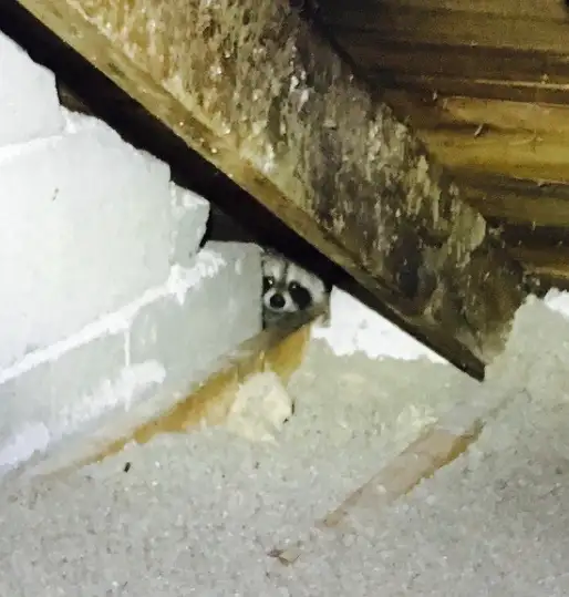 Animal Removal Brampton Mississauga in Other in Mississauga / Peel Region - Image 6