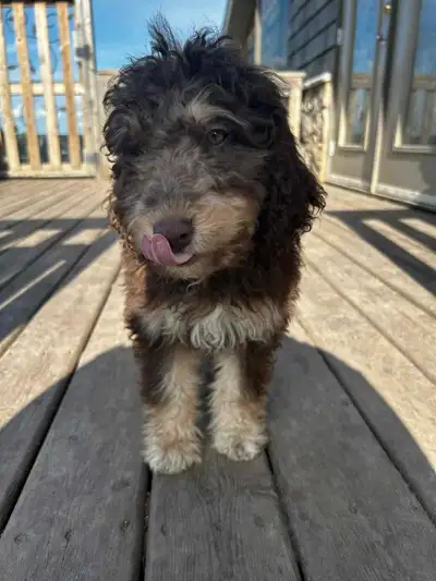 Mini Aussiedoodle's, View more