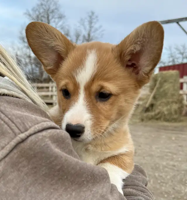 Pembroke welsh Corgi in Dogs & Puppies for Rehoming in Delta/Surrey/Langley - Image 2