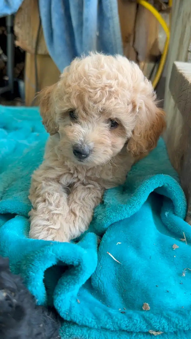 Poodle puppies in Dogs & Puppies for Rehoming in Penticton - Image 5