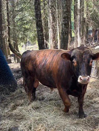 Winston the bull, View more