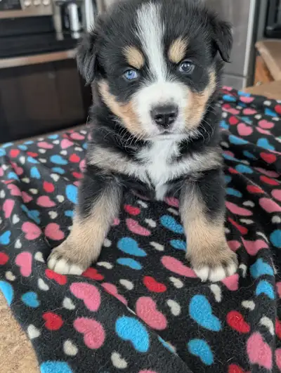 Bouvier Bernois X Husky, View more