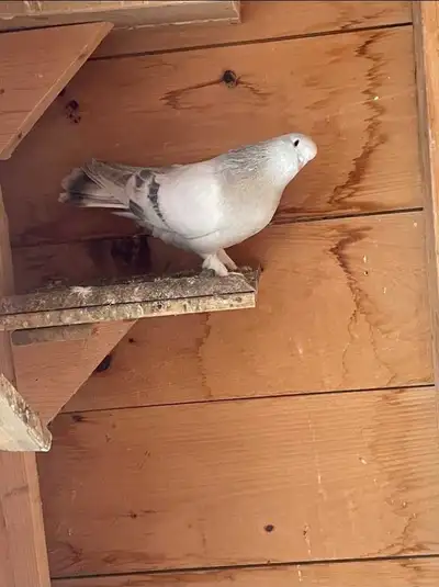 Sabuni turkish pigeon, View more