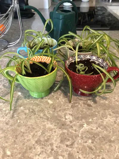Sweet spider plants (Bonnie Curly)  in tea cups, View more