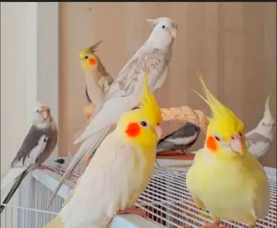 looking for male baby cockatiel , View more