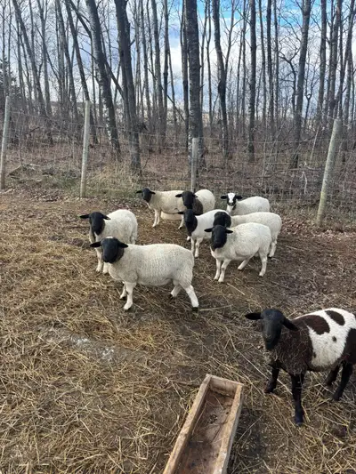 Dorper Ram Lambs, View more