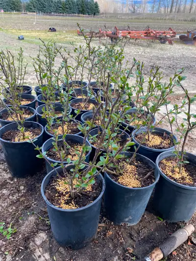 peking cotoneaster 1 gallon good for hedging